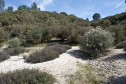 San Antonio collinsia (Collinsia antonina) habitat, southern Monterey County. Several hundred plants in flower on shale slope, April 4, 2013. Photo © 2013 Chris Winchell. San Antonio collinsia (Collinsia antonina) habitat, southern Monterey County. Several hundred plants in flower on shale slope, April 4, 2013. Photo © 2013 Chris Winchell.